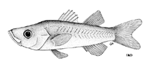 To FishBase images (<i>Microichthys sanzoi</i>, by FAO)