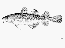 To FishBase images (<i>Microgadus tomcod</i>, by FAO)