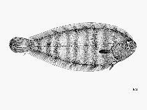 To FishBase images (<i>Microchirus wittei</i>, by FAO)