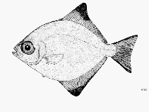 To FishBase images (<i>Monodactylus falciformis</i>, Sri Lanka, by FAO)