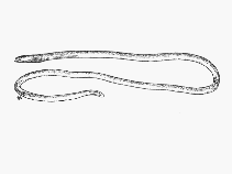 To FishBase images (<i>Moringua javanica</i>, by SFSA)