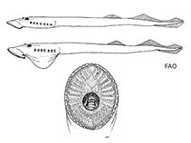 Image of Mordacia lapicida (Chilean lamprey)
