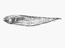 To FishBase images (<i>Monomitopus nigripinnis</i>, by SFSA)