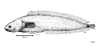 Image of Monothrix polylepis (Littoral cusk)