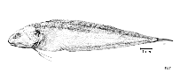 To FishBase images (<i>Monomitopus vityazi</i>, by FAO)