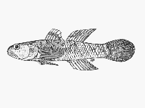 To FishBase images (<i>Mugilogobius durbanensis</i>, South Africa, by SFSA)