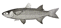 To FishBase images (<i>Mugil galapagensis</i>, Galapagos Is., by Grove & Lavenberg, 1997)