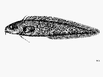 To FishBase images (<i>Muraenolepis marmoratus</i>, by FAO)