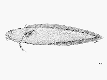 To FishBase images (<i>Muraenolepis microps</i>, by FAO)