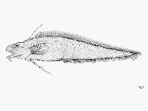 To FishBase images (<i>Muraenolepis microcephalus</i>, by FAO)