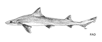 To FishBase images (<i>Mustelus minicanis</i>, by FAO)