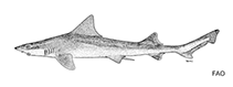 To FishBase images (<i>Mustelus sinusmexicanus</i>, by FAO)