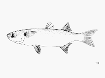 To FishBase images (<i>Mugil trichodon</i>, by FAO)