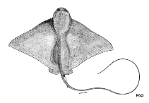 Image of Myliobatis hamlyni (Purple eagle ray)