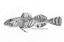 To FishBase images (<i>Myoxocephalus jaok</i>, by Bursch, C.)