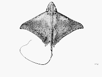 Image of Myliobatis longirostris (Snouted eagle ray)