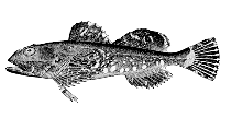 To FishBase images (<i>Myoxocephalus niger</i>, Alaska, by Bull. U.S. Bur. Fish.)