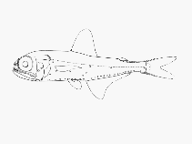 To FishBase images (<i>Myctophum phengodes</i>, by SFSA)