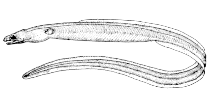 To FishBase images (<i>Myrophis platyrhynchus</i>, Canada, by Canadian Museum of Nature, Ottawa, Canada)