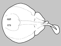 Image of Typhlonarke tarakea (Oval electric ray)