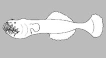 Image of Neoceratias spinifer (Spiny seadevil)