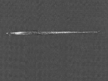 To FishBase images (<i>Nannocampus elegans</i>, by SFSA)