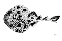 Image of Narcine maculata (Darkfinned numbfish)