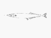 To FishBase images (<i>Nanichthys simulans</i>, by SFSA)