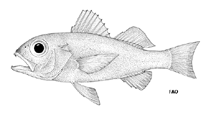 To FishBase images (<i>Neoscombrops annectens</i>, by FAO)