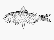 To FishBase images (<i>Nematalosa arabica</i>, by FAO)