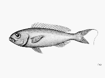 To FishBase images (<i>Nemipterus aurifilum</i>, by FAO)