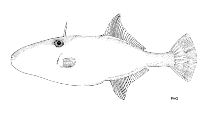 To FishBase images (<i>Nelusetta ayraudi</i>, by FAO)