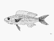 Image of Nemipterus balinensoides (Dwarf threadfin bream)