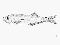 To FishBase images (<i>Neoopisthopterus cubanus</i>, by FAO)