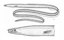 Image of Neenchelys daedalus (New Guinea worm eel)