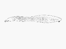 Image of Neocyema erythrosoma (Bobtail snipe eel)