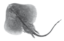To FishBase images (<i>Neoraja iberica</i>, by Stehmann, Séret, Costa & Baro)