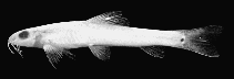 Image of Nemacheilus lactogeneus 