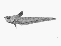 To FishBase images (<i>Nezumia latirostrata</i>, by FAO)