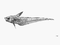 To FishBase images (<i>Nezumia micronychodon</i>, by FAO)