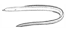 Image of Neenchelys microtretus (Small-fin worm eel)