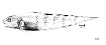 To FishBase images (<i>Neobythites multistriatus</i>, by FAO)