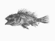To FishBase images (<i>Neomerinthe nielseni</i>, South Africa, by SFSA)