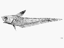 To FishBase images (<i>Nezumia orbitalis</i>, by FAO)