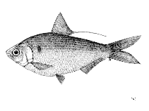 To FishBase images (<i>Nematalosa resticularia</i>, by FAO)