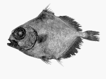 To FishBase images (<i>Neocyttus rhomboidalis</i>, by CSIRO)