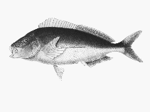 To FishBase images (<i>Nemadactylus valenciennesi</i>, by CSIRO)