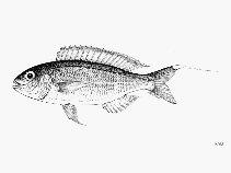 To FishBase images (<i>Nemipterus vitiensis</i>, by FAO)