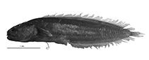 To FishBase images (<i>Nielsenichthys pullus</i>, Indonesia, by W. Schwarzhans & P. R. Møller)
