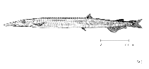To FishBase images (<i>Notolepis annulata</i>, by FAO)